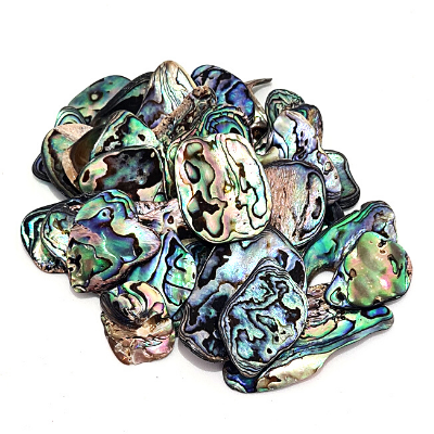 paua.png