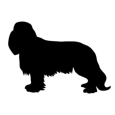 spaniel.jpg