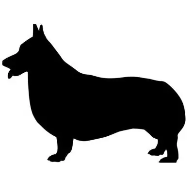 corgi.jpg